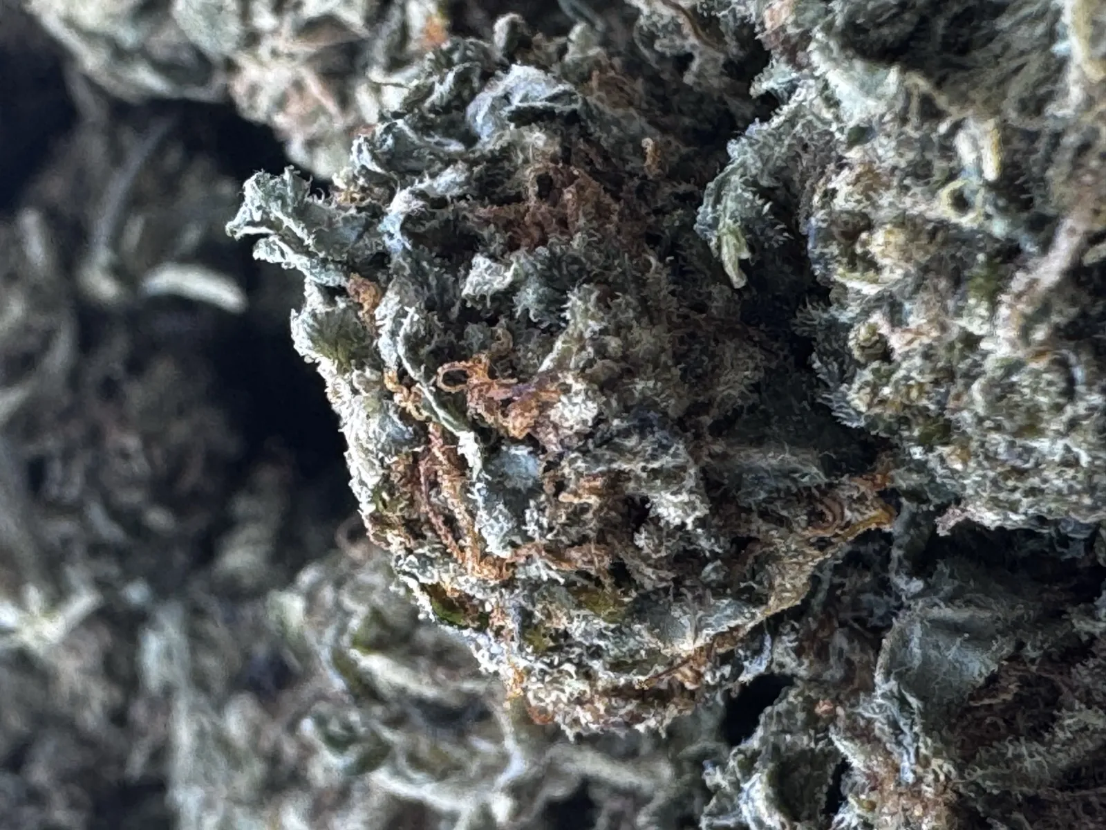 Honey Bananas — Flower, Divine Toke Detroit, thumbnail 4